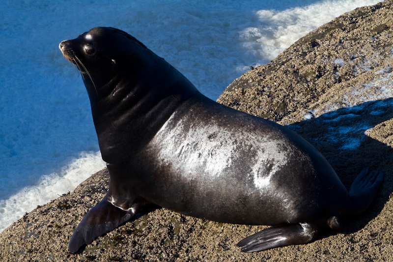 California Sea Lion